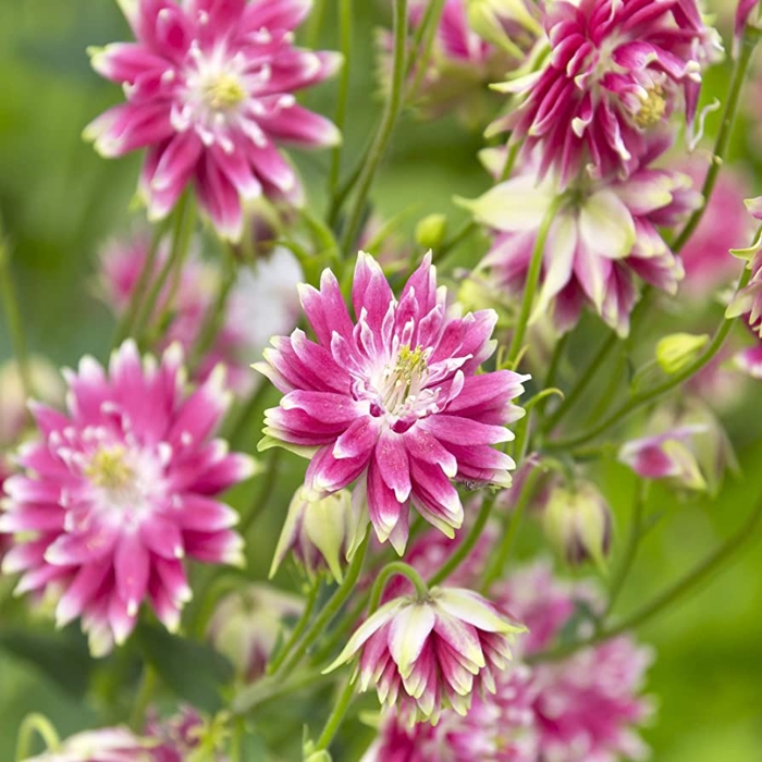 Aquilegia caerulea 'Spring Magic Yellow'