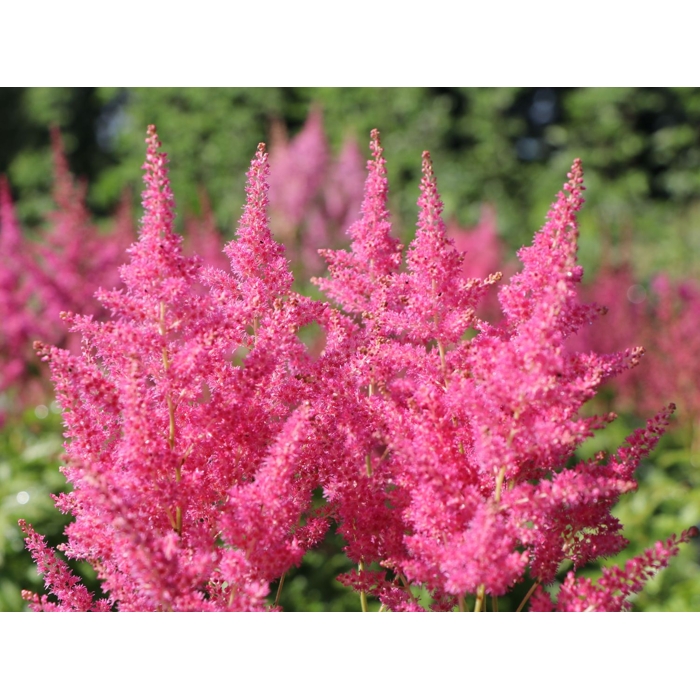 Astilba - Astilbe japonica ´Köln´ Co14