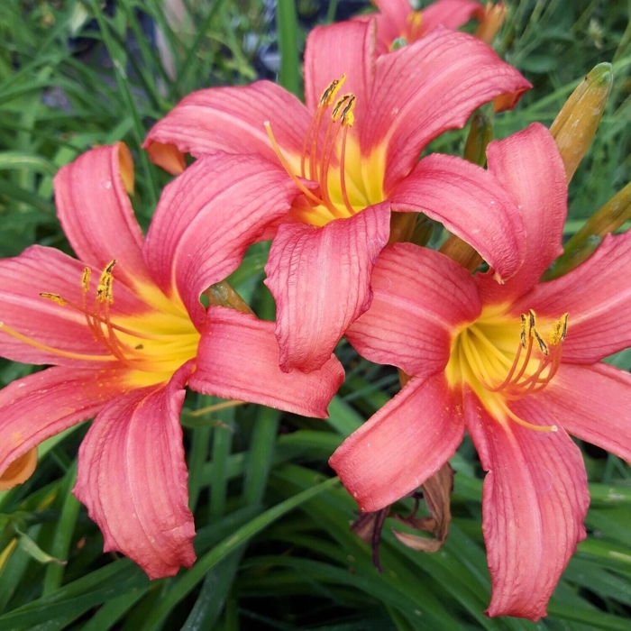 Ľaliovka – Hemerocallis ´Crimson Pirate´ Co14