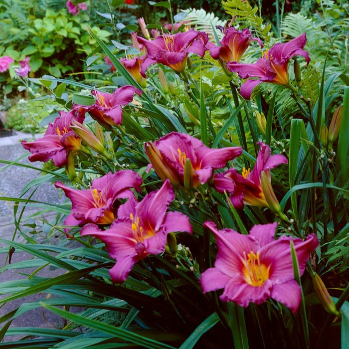 Ľaliovka – Hemerocallis ´Summer Wine´ Co14