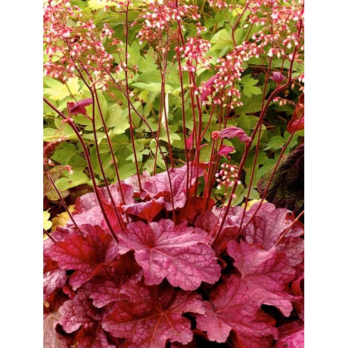 Heuchera  ’Berry Smoothie´ P13  5/10