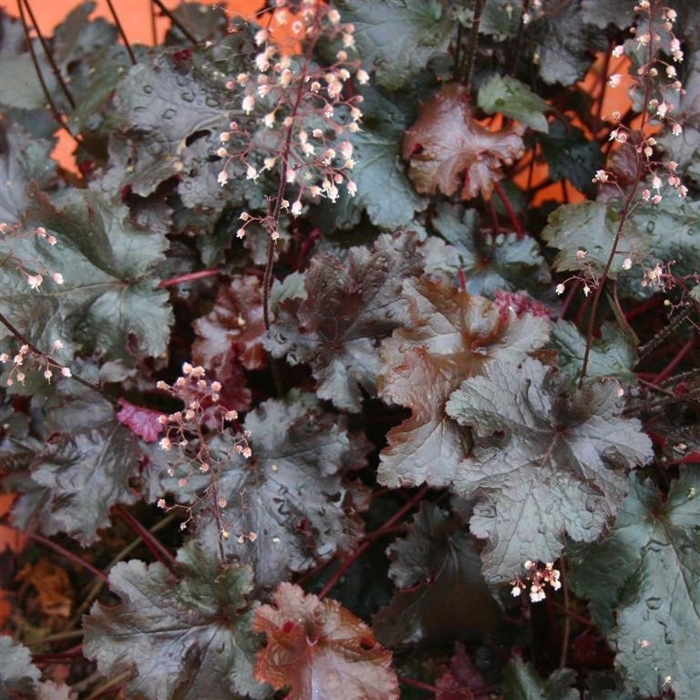 Heuchera micrantha ’Palace Purple’ Co13