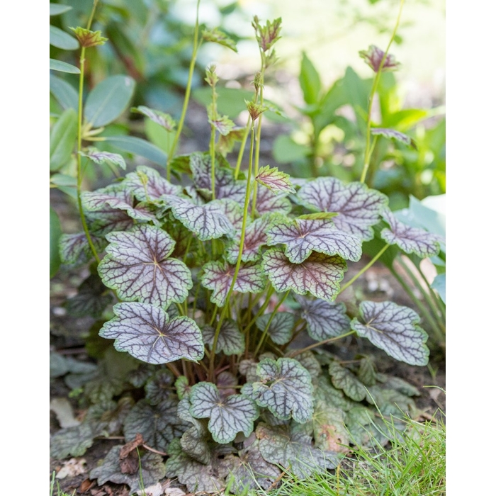 Heuchera americana ’Melting Fire´ P13