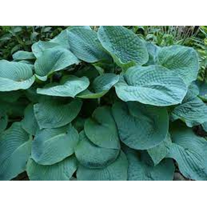 Funkia - Hosta ´August Moon´ P14