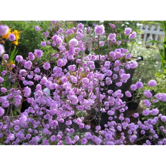 Thalictrum delavayi 'Hewitt's Double' K9