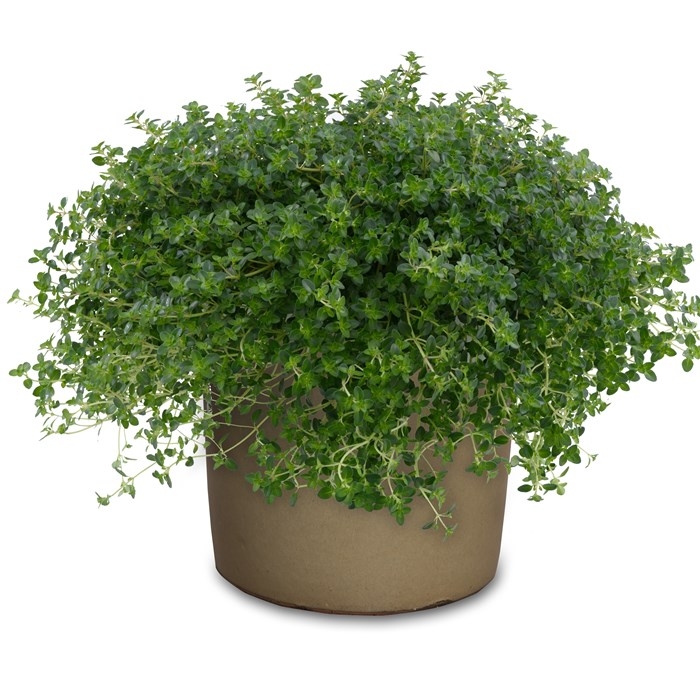 Dúška citrónová - Thymus citridorius 'Aureus'   P14