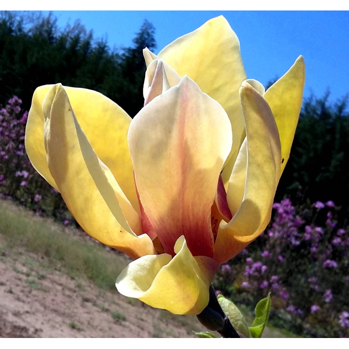 Magnolia soulangeana Sunrise