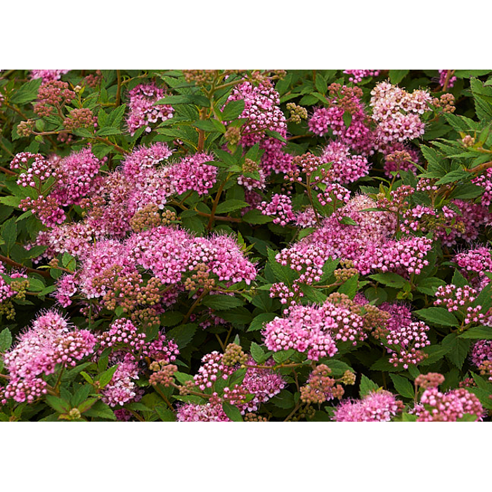 Spiraea japonica ´Little Princess´ Co1L
