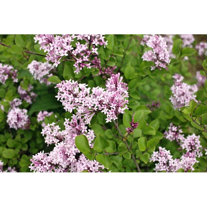 Orgován meyerov  - Syringa meyeri ´Palibin´ C2,5L