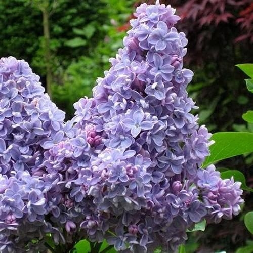 Orgován obyčajný - Syringa vulgaris 'Mme Lemoine'  Co12L km1/2