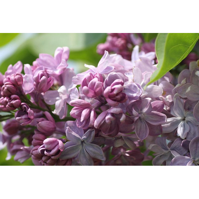 Orgován obyčajný - Syringa vulgaris 'Mme Lemoine'  Co12L km1/2