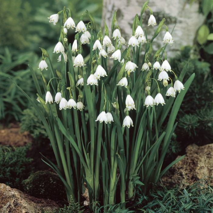 Leucojum aestivum