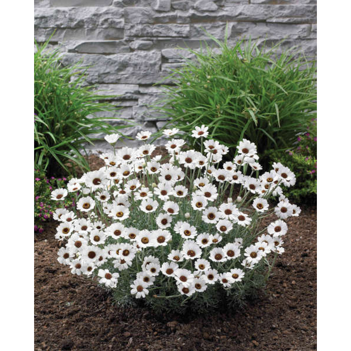 Rodanthemum ´Casablanca´ P13