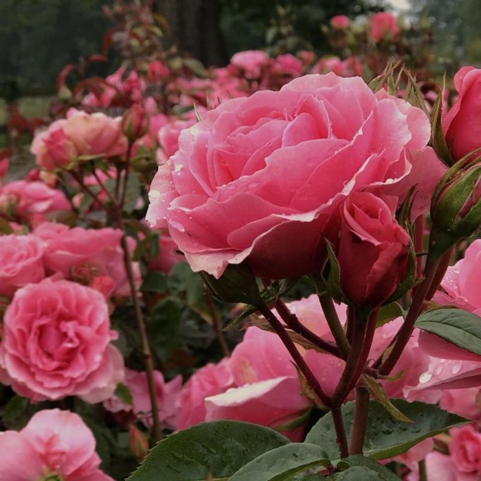 Ruža záhonová - Rosa floribunda ´Grand Selection´- červená Co4L