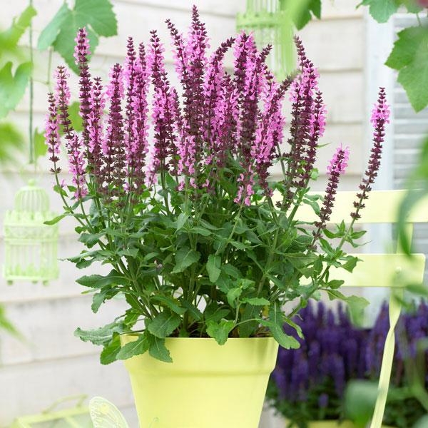 Salvia nemorosa ´Deep Rose´ P17
