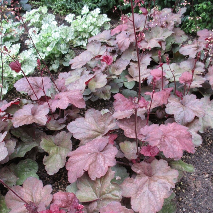 Heuchera  ’Berry Smoothie´ P13  5/10