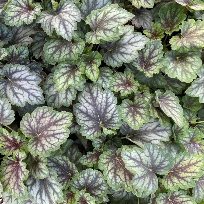 Heuchera  ’Berry Smoothie´ P13  5/10