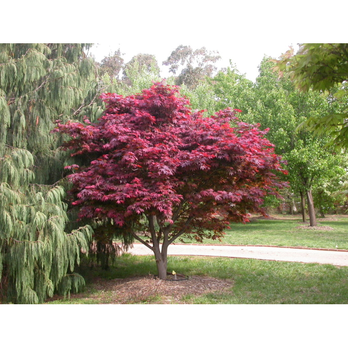 Javor dlaňolistý - Acer palmatum ´Atropurpureum´  Co25L 110/120