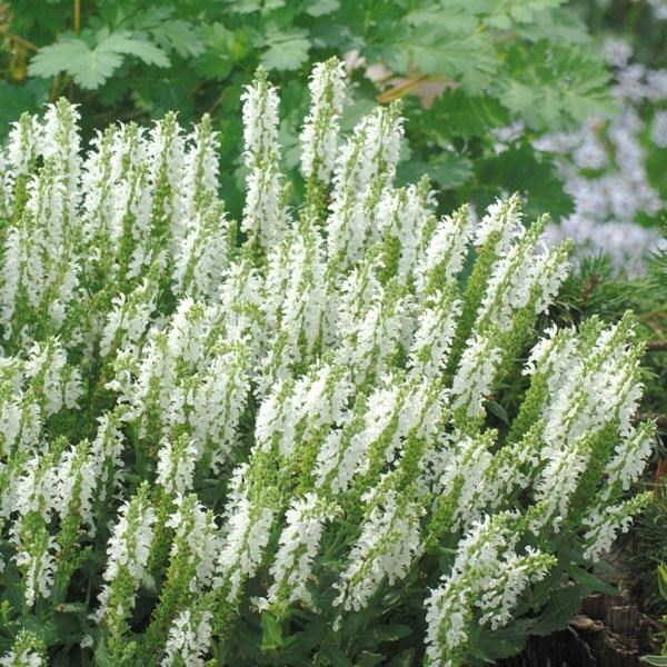 Salvia nemorosa ´Sensation Deep blue´