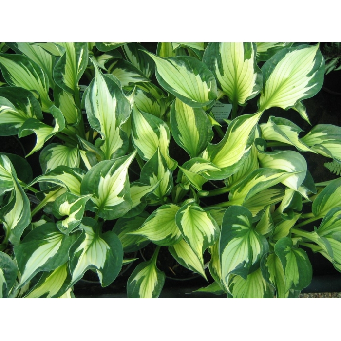 Funkia - Hosta