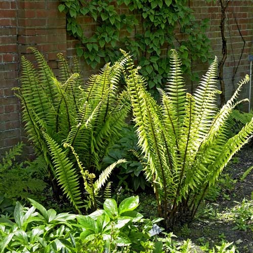 Papraď samčia - Dryopteris filix-mas  Co2L