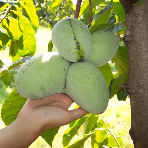 Asimina triloba (PAW-PAW) - 120/140cm