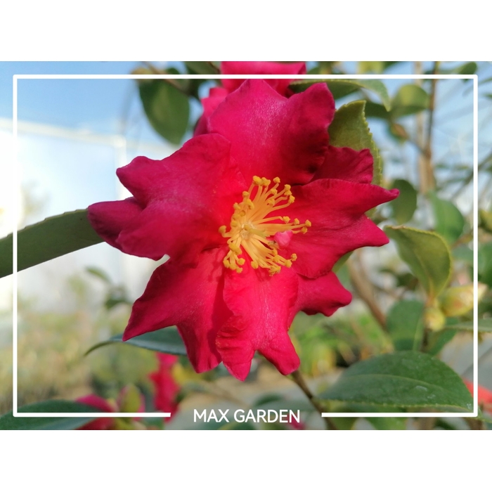 Kamélia Japonská  - Camellia japonica ´Lady Campbell´   30/40