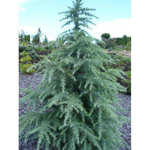 Céder himalájsky - Cedrus deodara ´Feelin Blue´ Co3L 30/35