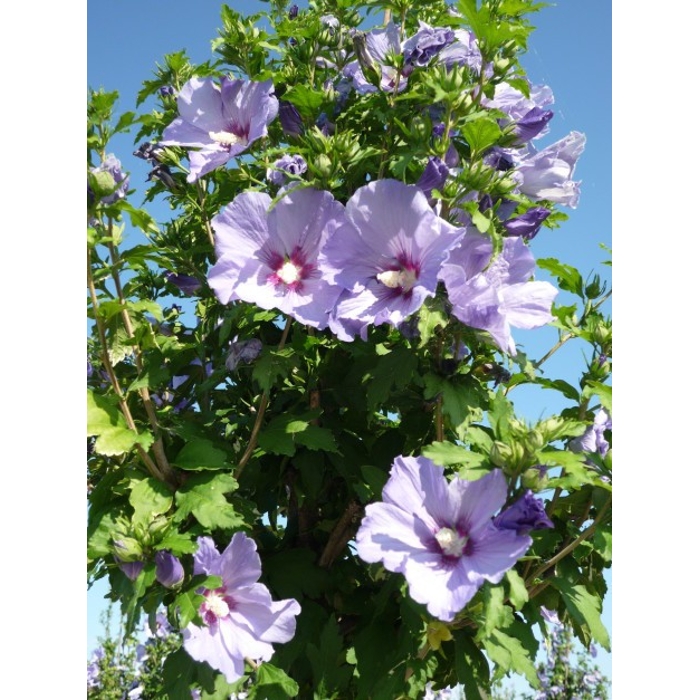 Ibištek - Hibiscus syriacus ´Marina´ Co2L