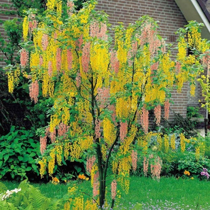 Štedrec hybridný - Laburnum ´Watereri Vossii´ Co18L  80/100