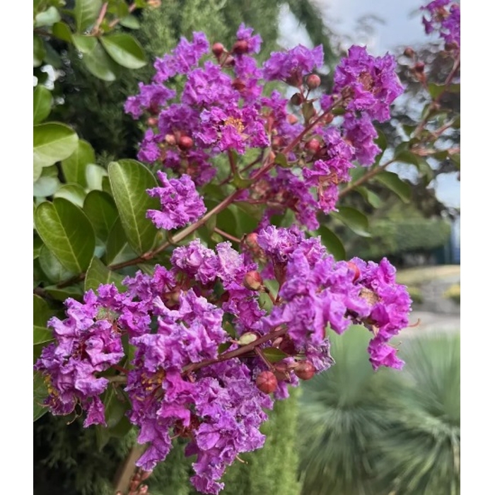 Myrta krepová ružová- Lagerstroemia indica ´Rosea´ Co3L 20/30