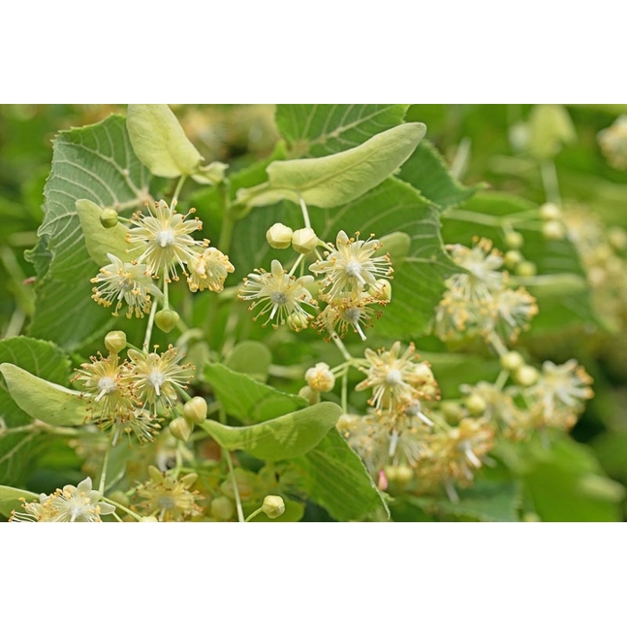 Lipa malolistá - Tilia Cordata ´Greenspire´ Co10L  4/6  200/250