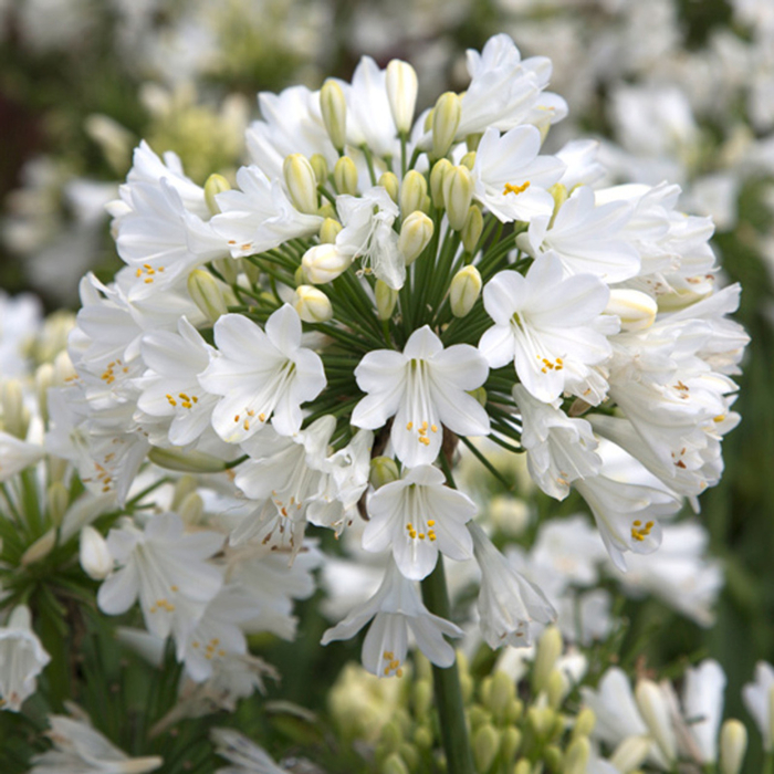 Agapanthus africanus ´Polar Ice´ Co5L