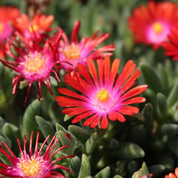 Delosperma ´Jewel of Desert´- ružová K9