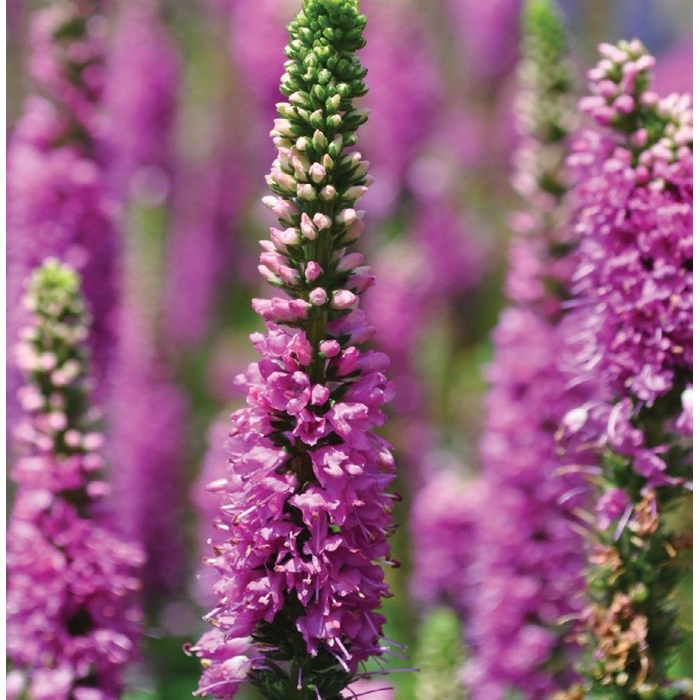 Veronica spicata 'Rosa Zwerg'