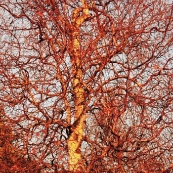 Breza previsnutá - Betula pendula ´Youngii´ Co18L 3/4 kmeň