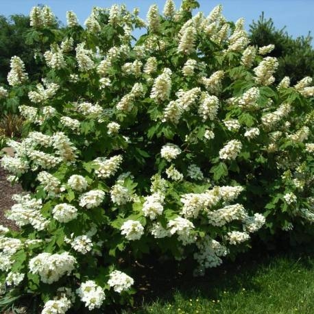 Hortenzia dubolistá -  Hydrangea quercifolia ´Sikes Dwarf´ Co3L 25/30