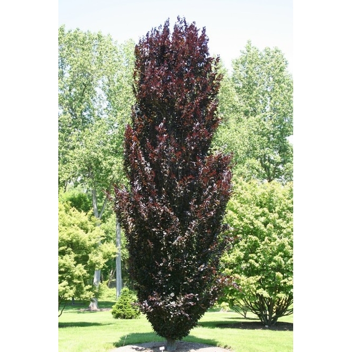 Fagus sylvatica ´Purpurea pendula´ Co35L km200 10/12