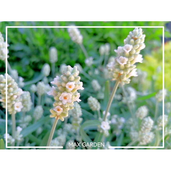 Levanduľa úzkolistá  - Lavandula angustifolia 'Ellagance Ice White'  P17
