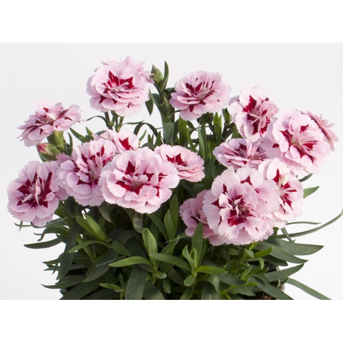 Dianthus ´I love U´ P18