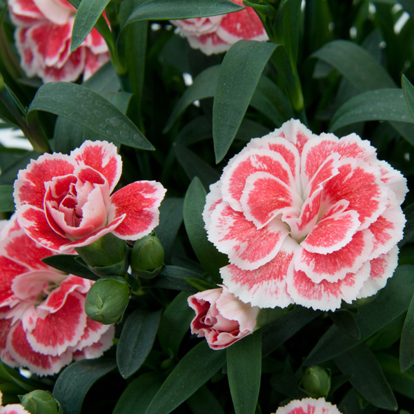 Dianthus ´I love U´ P18
