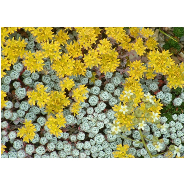 Sedum rupestre 'Glaucum'