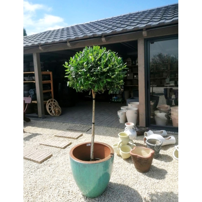 ILEX X NELLIE R. STEVENS Co25L KM80  d50-60