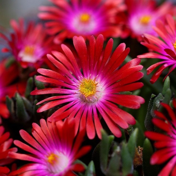 Delosperma Cooperi P12