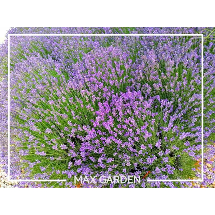 Levanduľa úzkolistá  -  Lavandula angustifolia 'Dwarf Blue'  Co18 15-20