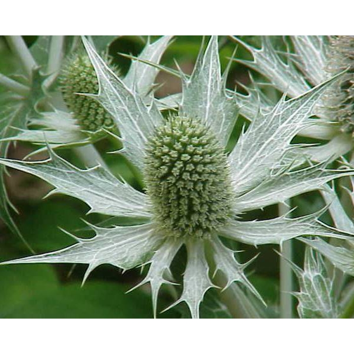 Eryngium giganteum P14