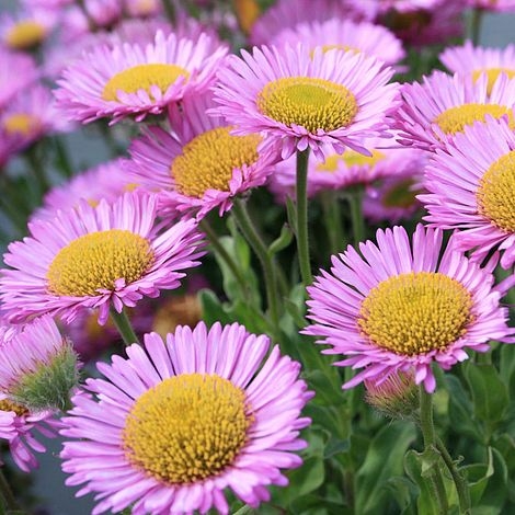 Erigeron glaucus ´Sea Breeze´ P14
