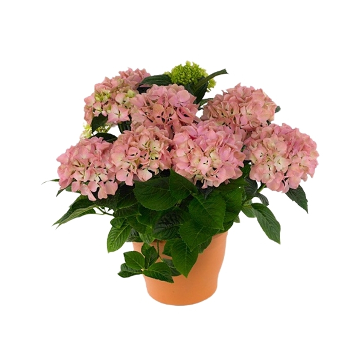 Hortenzia kalinolistá - Hydrangea macrophylla 'Early Blue'® P14