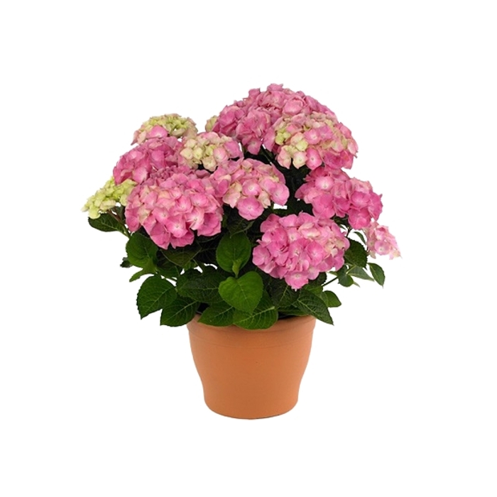 Hortenzia kalinolistá - Hydrangea macrophylla 'Early Blue'® P14