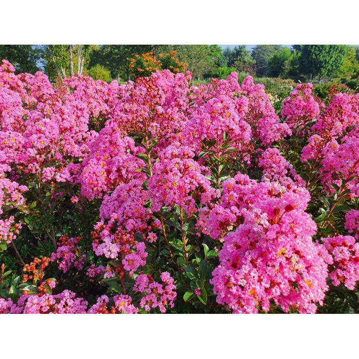 Myrta krepová ružová- Lagerstroemia indica ´Rosea´ Co3L 20/30